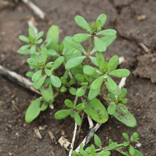 There are a number of Galium species that are referred to more broadly as bedstraw plants.